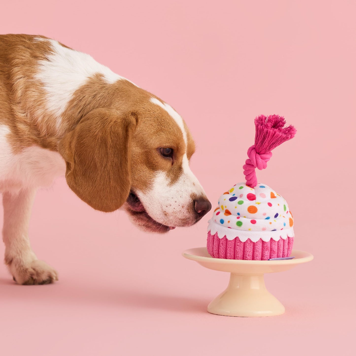 LE SURE Dog Birthday Cake Toy — Cute Squeaky Interactive Toy for Gentle Chewers with Tug Rope (Standard & Extra Small)